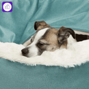 Cama ortopédica para cachorro – ajuda a prevenir dores nas articulações e proporciona descanso confortável