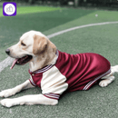Jaqueta de inverno para cães pequenos e grandes – mantém seu pet aquecido em climas frios