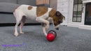 Brinquedo dispensador de comida para cachorro – incentiva o pet a se alimentar de forma divertida e interativa